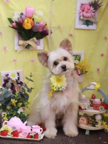 20230325みぞれくん